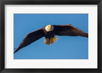 Bald Eagle In Flight Over Lake Sammamish Fine Art Print