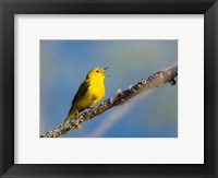Yellow Warbler Sings From A Perch Fine Art Print