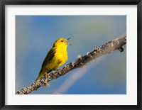 Yellow Warbler Sings From A Perch Fine Art Print