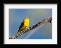 Yellow Warbler Sings From A Perch Fine Art Print