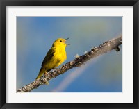 Yellow Warbler Sings From A Perch Fine Art Print