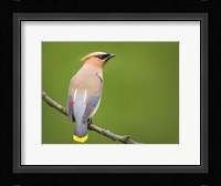 Cedar Waxwing On A Perch Fine Art Print