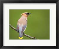 Cedar Waxwing On A Perch Fine Art Print