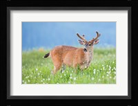 A Black-Tailed Buck In Velvet Feeds On Subalpine Wildflowers Fine Art Print