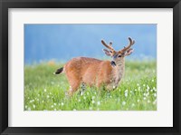 A Black-Tailed Buck In Velvet Feeds On Subalpine Wildflowers Fine Art Print