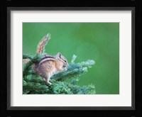 Chipmunk Feeds On New Growth Of Subalpine Fur Needles Fine Art Print