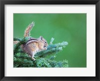Chipmunk Feeds On New Growth Of Subalpine Fur Needles Fine Art Print