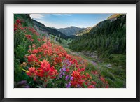 Wildflowers Above Badger Valley In Olympic Nationl Park Fine Art Print
