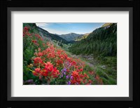 Wildflowers Above Badger Valley In Olympic Nationl Park Fine Art Print