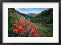 Wildflowers Above Badger Valley In Olympic Nationl Park Fine Art Print