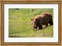 American Black Bear In A Wildflower Meadow Fine Art Print