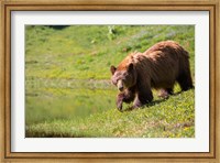 American Black Bear In A Wildflower Meadow Fine Art Print