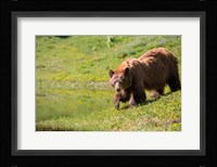 American Black Bear In A Wildflower Meadow Fine Art Print