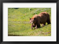 American Black Bear In A Wildflower Meadow Fine Art Print