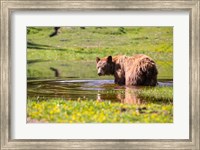 American Black Bear Takes A Cool Bath Near Mystic Lake Fine Art Print