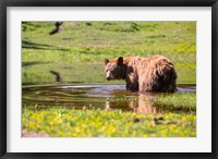 American Black Bear Takes A Cool Bath Near Mystic Lake Fine Art Print