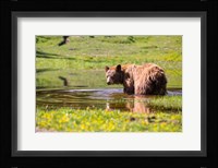 American Black Bear Takes A Cool Bath Near Mystic Lake Fine Art Print