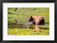 American Black Bear Takes A Cool Bath Near Mystic Lake Fine Art Print