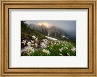 Avalanche Lilies Along A Small Stream Below Plummer Peak Fine Art Print