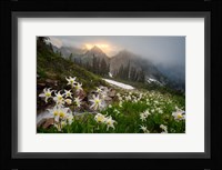 Avalanche Lilies Along A Small Stream Below Plummer Peak Fine Art Print