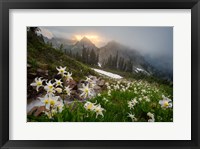 Avalanche Lilies Along A Small Stream Below Plummer Peak Fine Art Print