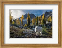 Adult, Male Mountain Goat Fine Art Print