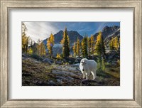 Adult, Male Mountain Goat Fine Art Print
