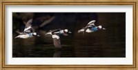 Flight Sequence Of A Buffleheads Fine Art Print