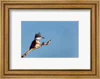 Belted Kingfisher On A Perch Fine Art Print