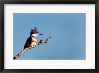 Belted Kingfisher On A Perch Fine Art Print