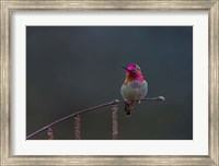 Anna's Hummingbird Lashes Its Iridescent Gorget Fine Art Print