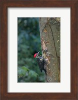 Pileated Woodpecker Holing Out A Nest Fine Art Print