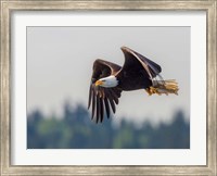 Bald Eagle In Flight With Fish Over Lake Sammamish Fine Art Print
