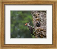 Pileated Woodpecker With Begging Chicks Fine Art Print
