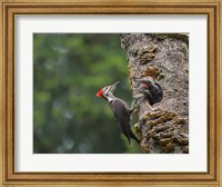 Pileated Woodpecker With Begging Chicks Fine Art Print