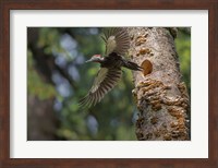 Female Pileated Woodpecker Flies From Nest In Alder Snag Fine Art Print