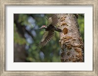 Female Pileated Woodpecker Flies From Nest In Alder Snag Fine Art Print