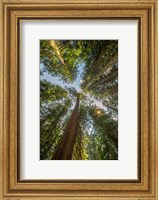 Tall Conifers At The  Grove Of The Patriarchs, Mt Rainier National Park Fine Art Print
