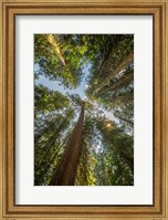 Tall Conifers At The  Grove Of The Patriarchs, Mt Rainier National Park Fine Art Print