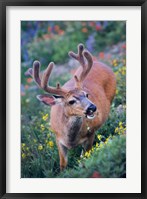 A Black-Tailed Buck Deer In Velvet Feeding On Wildflowers Fine Art Print