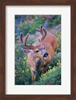 A Black-Tailed Buck Deer In Velvet Feeding On Wildflowers Fine Art Print