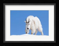 Close-Up Of A Mountain Goat Fine Art Print