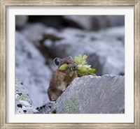 American Pika Collecting Leaves Fine Art Print