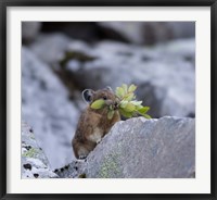 American Pika Collecting Leaves Fine Art Print