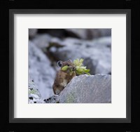 American Pika Collecting Leaves Fine Art Print