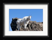 Mountain Goat Climbing Rocks Fine Art Print