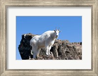 Mountain Goat Climbing Rocks Fine Art Print