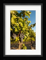 Horse Heaven Hills Vineyard Fine Art Print