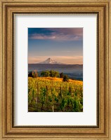 Mt Hood From A Vineyard Fine Art Print
