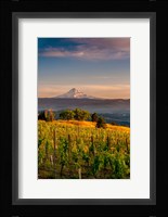 Mt Hood From A Vineyard Fine Art Print